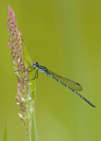 Austrolestes psyche